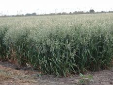 Oats - TAMO 606